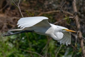 Great Egret