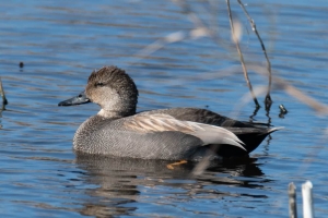Gadwall