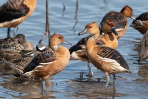 Fulvous Whistling Duck