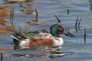 Northern Shoveler