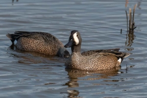 Blue winged Teal