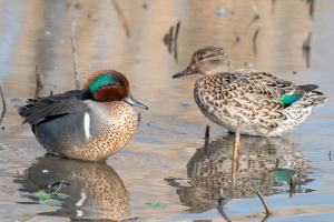 Green winged Teal