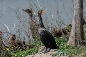 Double crested Cormorant