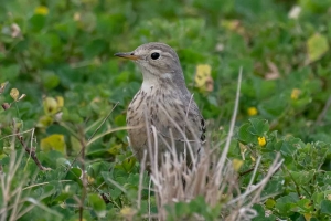 American Pipit