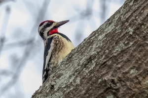 Yellow bellied Sapsucker