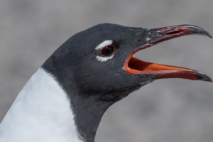 Laughing Gull