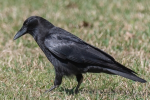 American Crow