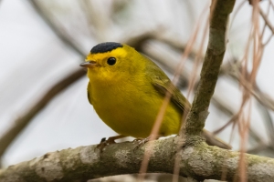 Wilsons Warbler