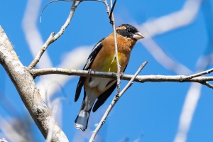 Black headed Grosbeak