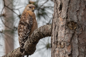 Red shouldered Hawk