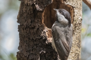 Carolina Chickadee