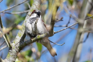 House Sparrow