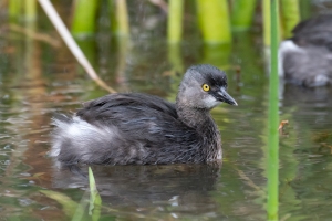 Least Grebe