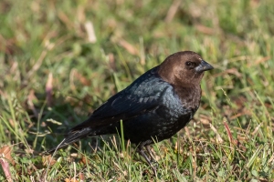 Brown headed Cowbird