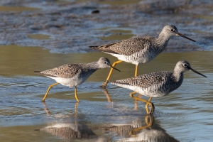 Lesser Yellowlegs (with Greater)