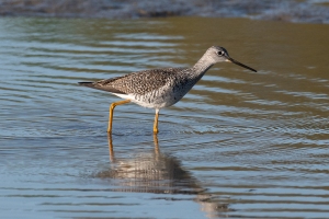 Greater Yellowlegs