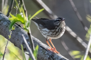 Louisiana Waterthrush