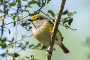 White eyed Vireo
