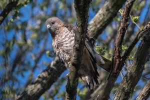 Broad winged Hawk