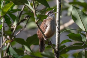 Carolina Wren