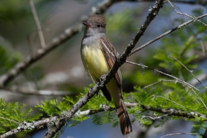 Great crested Flycatcher