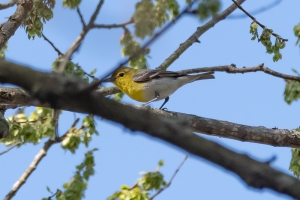 Yellow throated Vireo