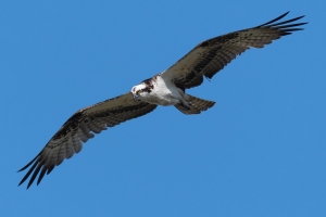 Osprey