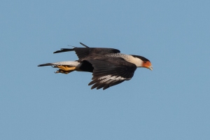 Crested Caracara