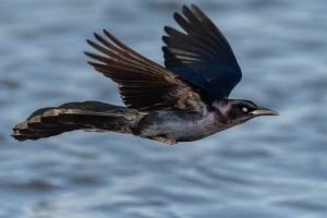Great tailed Grackle