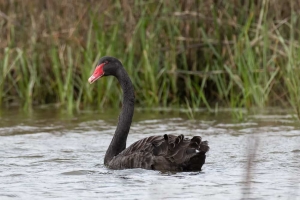 Black Swan