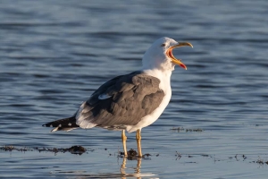 Lesser Black backed Gull