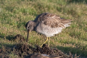 Long billed Dowitcher