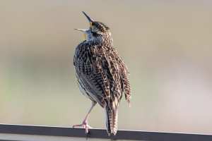 Eastern Meadowlark