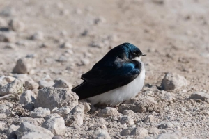 Tree Swallow