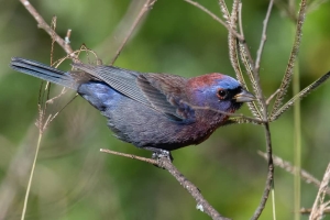 Varied Bunting