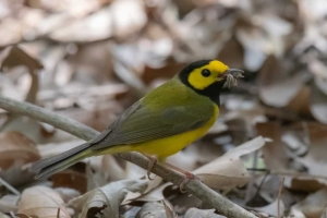 Hooded Warbler