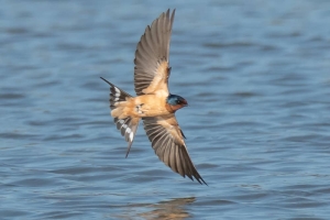 Barn Swallow