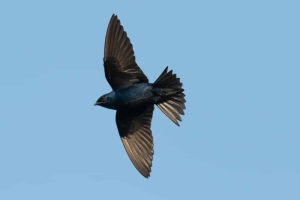 Purple Martin