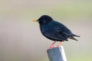 European Starling