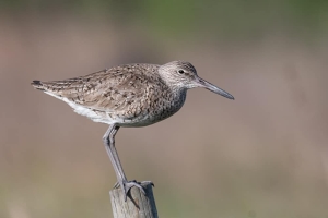 Willet