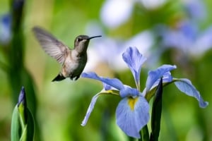 Ruby throated Hummingbird