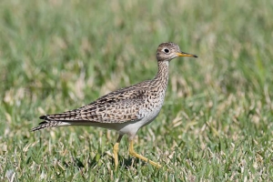 Upland Sandpiper
