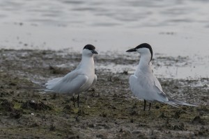 Gull billed Tern