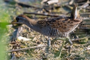 Sora