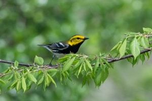 Black throated Green Warbler