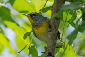 Northern Parula