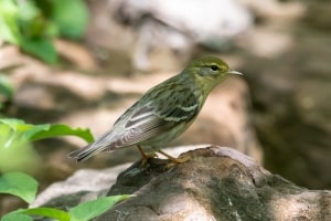 Blackpoll Warbler