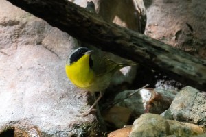 Common Yellowthroat