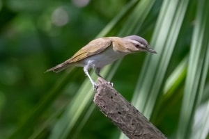 Red eyed Vireo