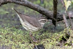 Northern Waterthrush